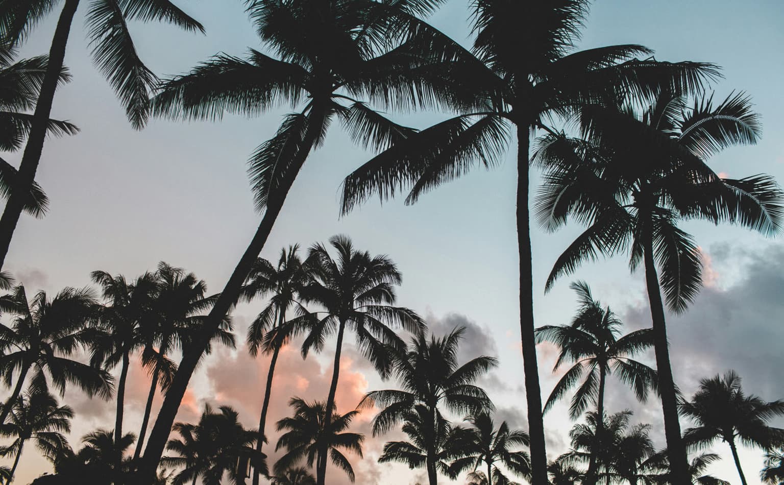 Silhouetted palm trees against a dusk sky
